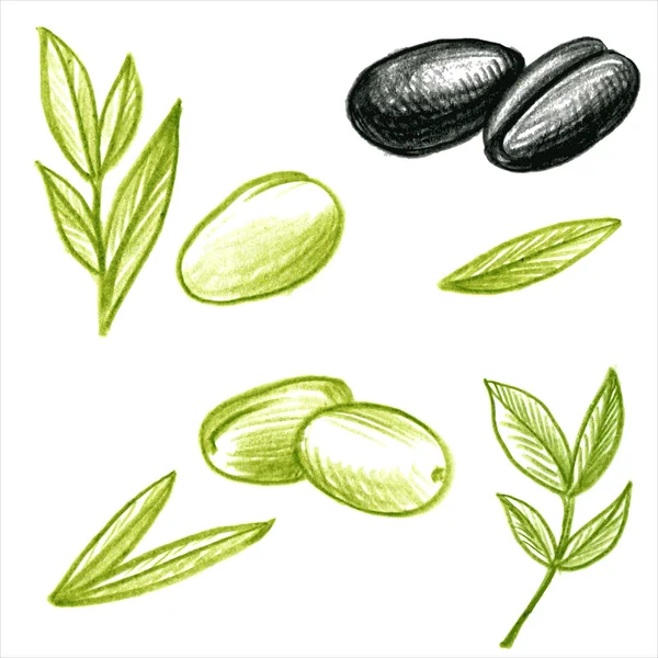 Food vector olives and leaves — Stock Vector