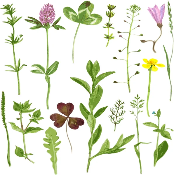 Akvarell, rajz, gyógynövények és a levelek gyűjteménye — Stock Vector