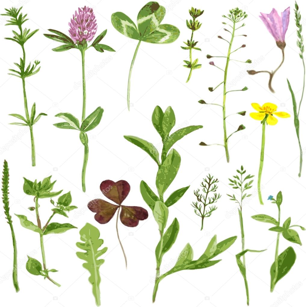 Set of watercolor drawing herbs and leaves