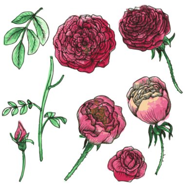 Çiçek ve yaprakların vektör kümesi