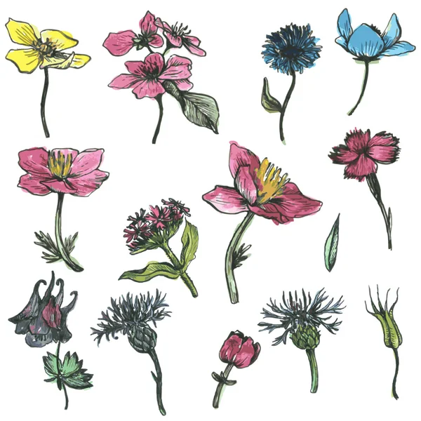 花や葉のベクトルセット — ストックベクタ