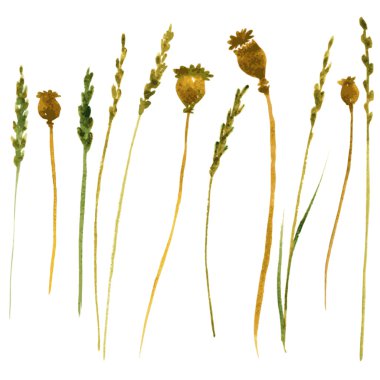 Sulu Boya çizim otlar kümesi