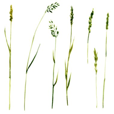 Sulu Boya çizim otlar kümesi