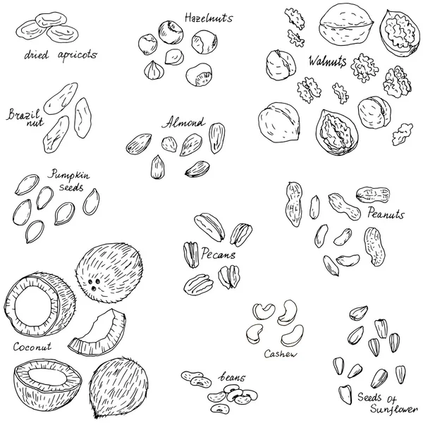 Набор векторных орехов — стоковый вектор