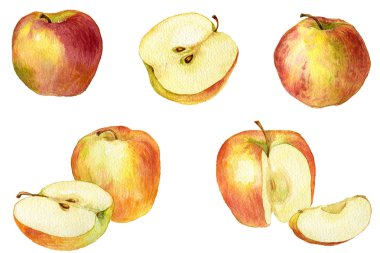 Watercolor 'dan Elma Çizimi