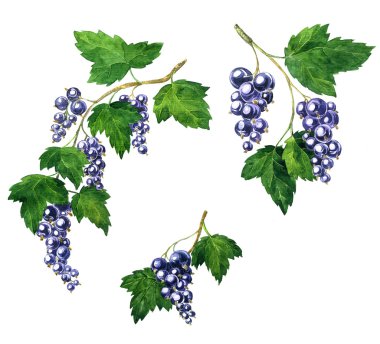 siyah kuş üzümü Branche