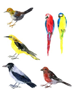 suluboya çizim kuşu