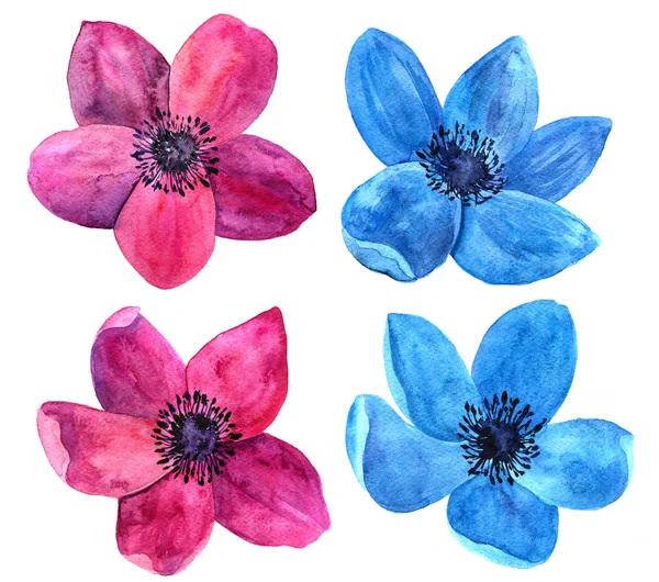 Watercolor drawing flowers — Stock Photo, Image