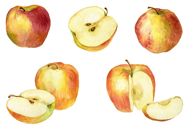 Apple-Zeichnung per Aquarell — Stockfoto