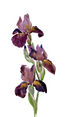 süsen tarafından suluboya çizimi