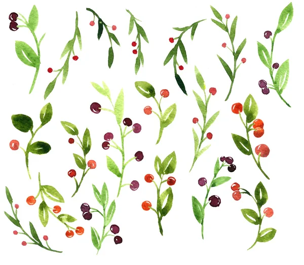 Watercolor green branches with berries — Φωτογραφία Αρχείου