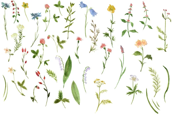 Набор акварельных рисунков трав и цветов — стоковое фото