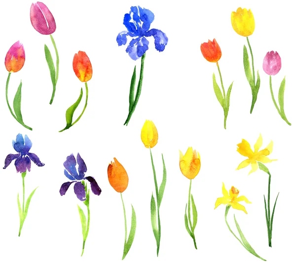 Set of watercolor garden flowers — Stock Photo, Image