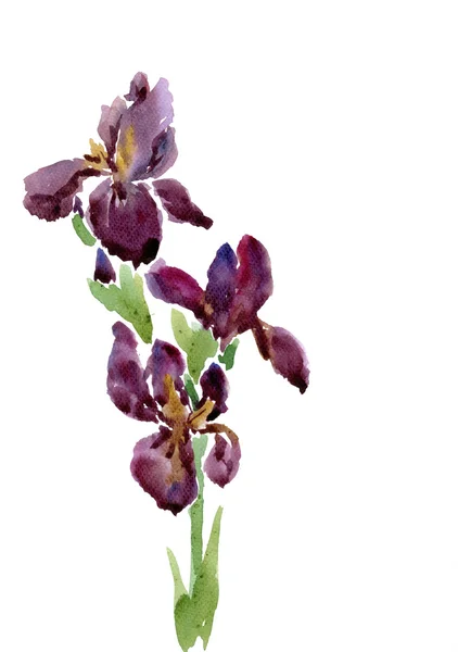 Irises drawing by watercolor — Stock Photo, Image