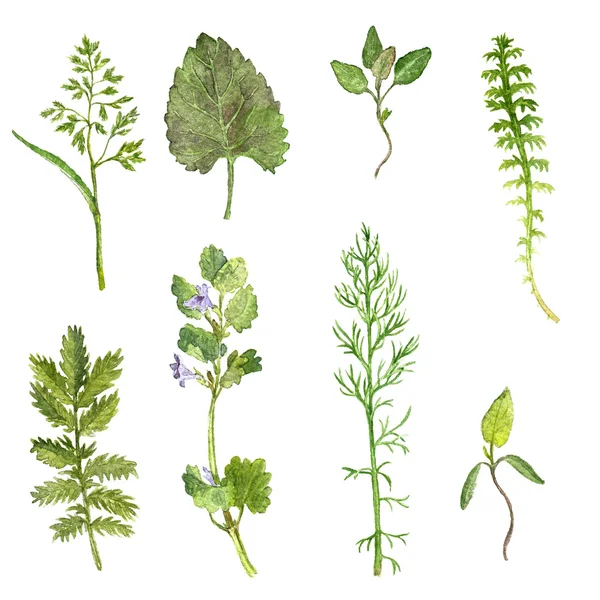 Set of watercolor drawing herbs and leaves — Stock Photo, Image