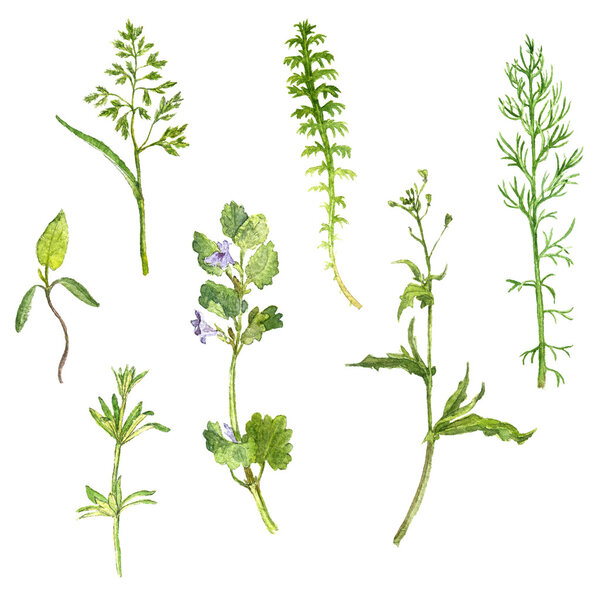 Set of watercolor drawing herbs and leaves