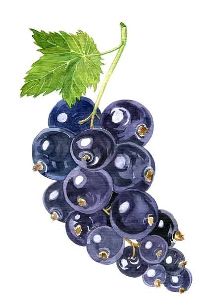 Sulu Boya çizim blackcurrant