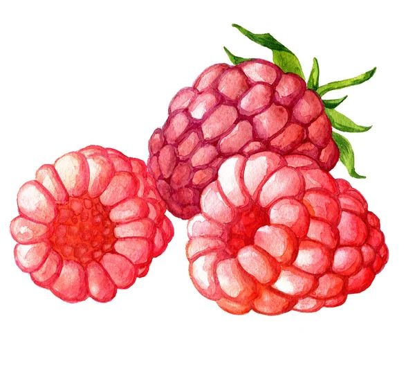 Watercolor drawing raspberries — Stock Photo, Image