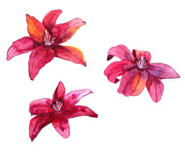Watercolor drawing lily flower  clipart