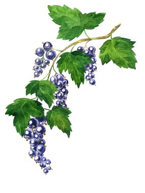 siyah kuş üzümü Branche