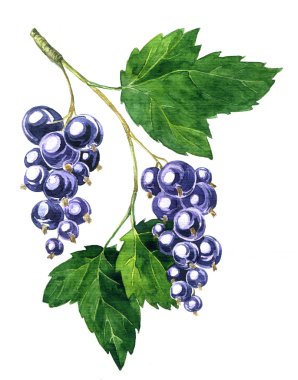 siyah kuş üzümü Branche