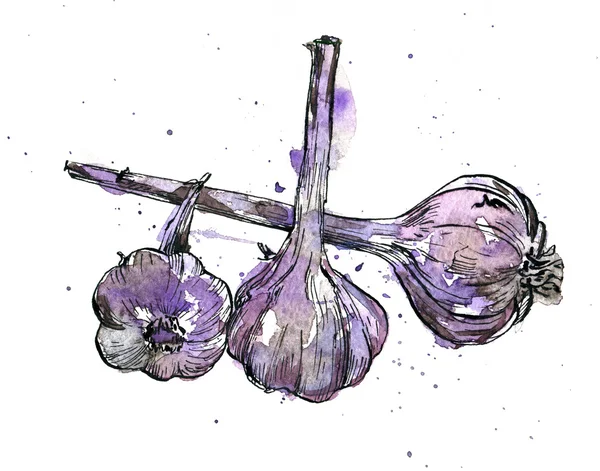 Hand drawn garlic — Stock Photo, Image