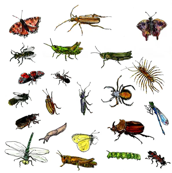 Set van aquarel tekening insecten — Stockfoto