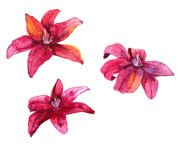 Watercolor drawing lily flower — Stock Photo, Image