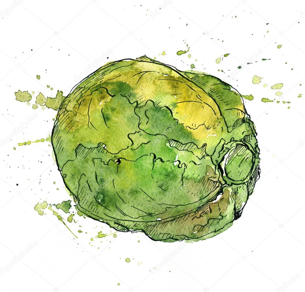 Hand drawn cabbage
