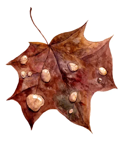 Φθινόπωρο φύλλο σφενδάμνου με σταγόνες της βροχής — Φωτογραφία Αρχείου