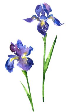 iki suluboya mavi çiçekler