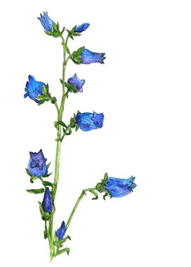 çan çiçeği ile suluboya çiçek kartı