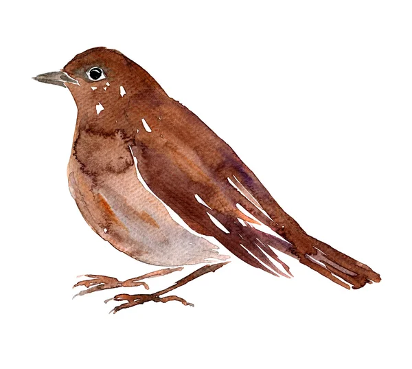 Akvarell teckning fågel — Stockfoto