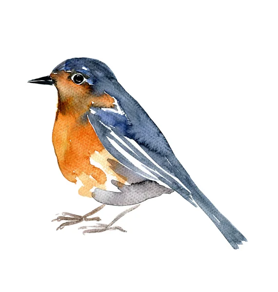 Акварель малювання птах — стокове фото