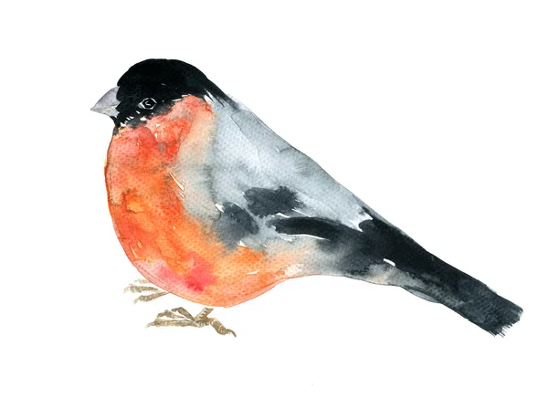 Watercolor drawing bird — Stock Photo, Image