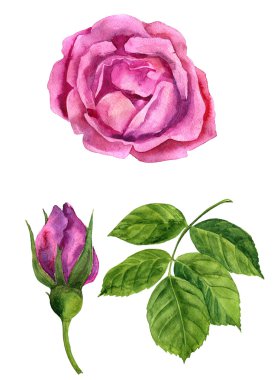 Sulu Boya çizim pembe Gül