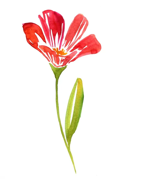 Watercolor drawing flower — Stock Photo, Image