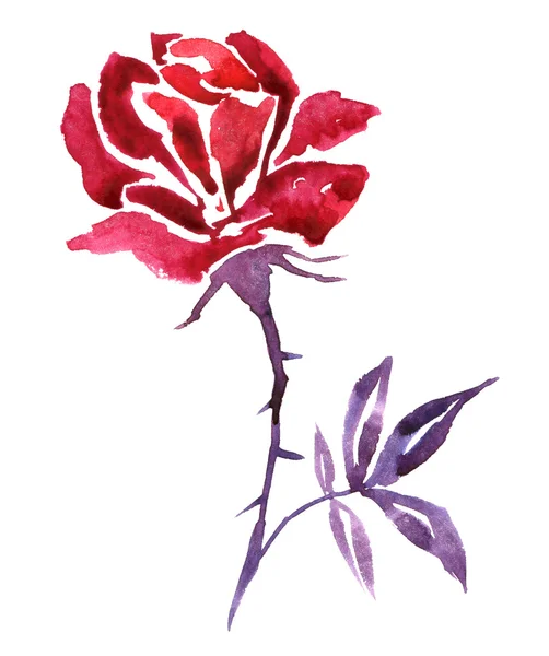 watercolor painting red flower rose abstract isolated on a white  background  hand drawn 20977335 PNG