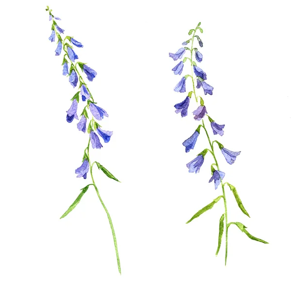 Två akvarell blå blommor — Stockfoto
