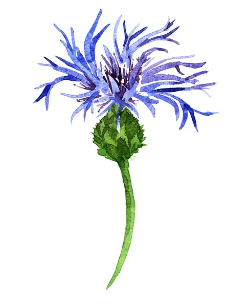 Cornflower desenho por aquarela — Fotografia de Stock