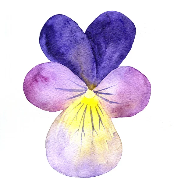 Aquarela flor violeta — Fotografia de Stock