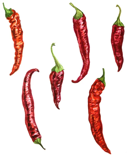 Akvarel chilli — Stock fotografie