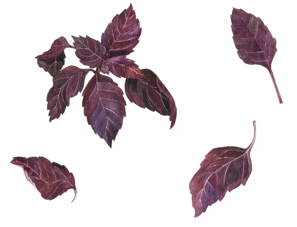 Branche i liści bazylii — Zdjęcie stockowe
