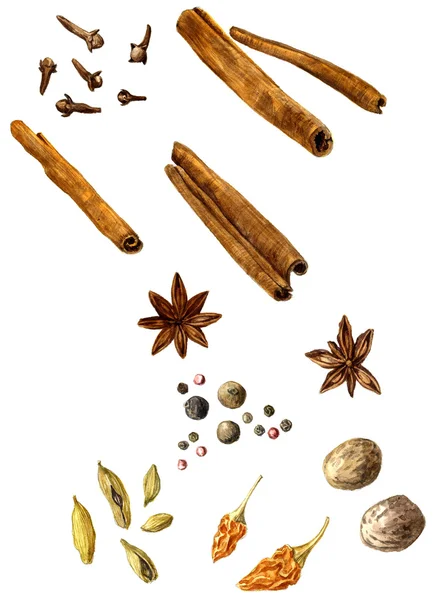 Set of spice, drawing by watercolor — Stock Photo, Image