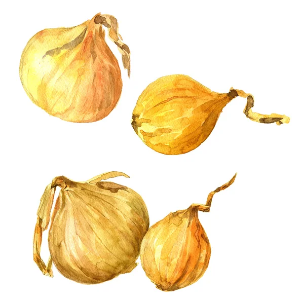 Set of  watercolor drawing onions — Stock Photo, Image