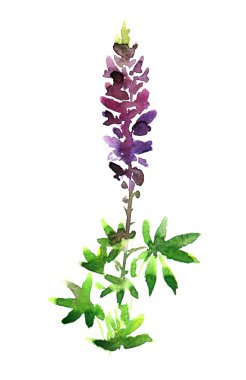 lupine tarafından suluboya resim çizme