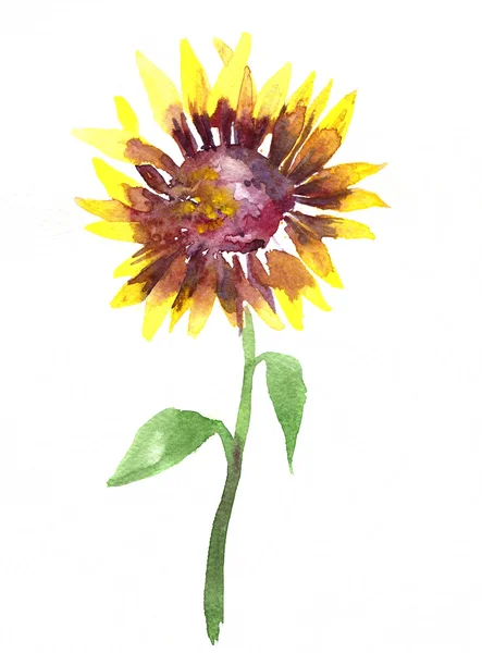 Aquarell-Sonnenblume — Stockfoto