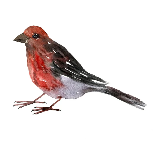 Akvarel kreslení pták — Stock fotografie