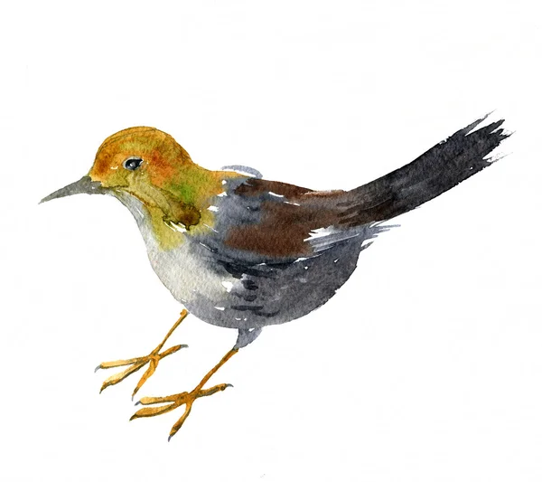 Watercolor drawing bird — Stock Photo, Image