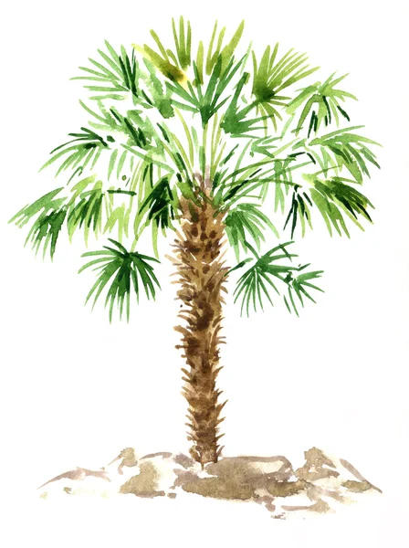 Watercolor palm tree — Stock Photo, Image